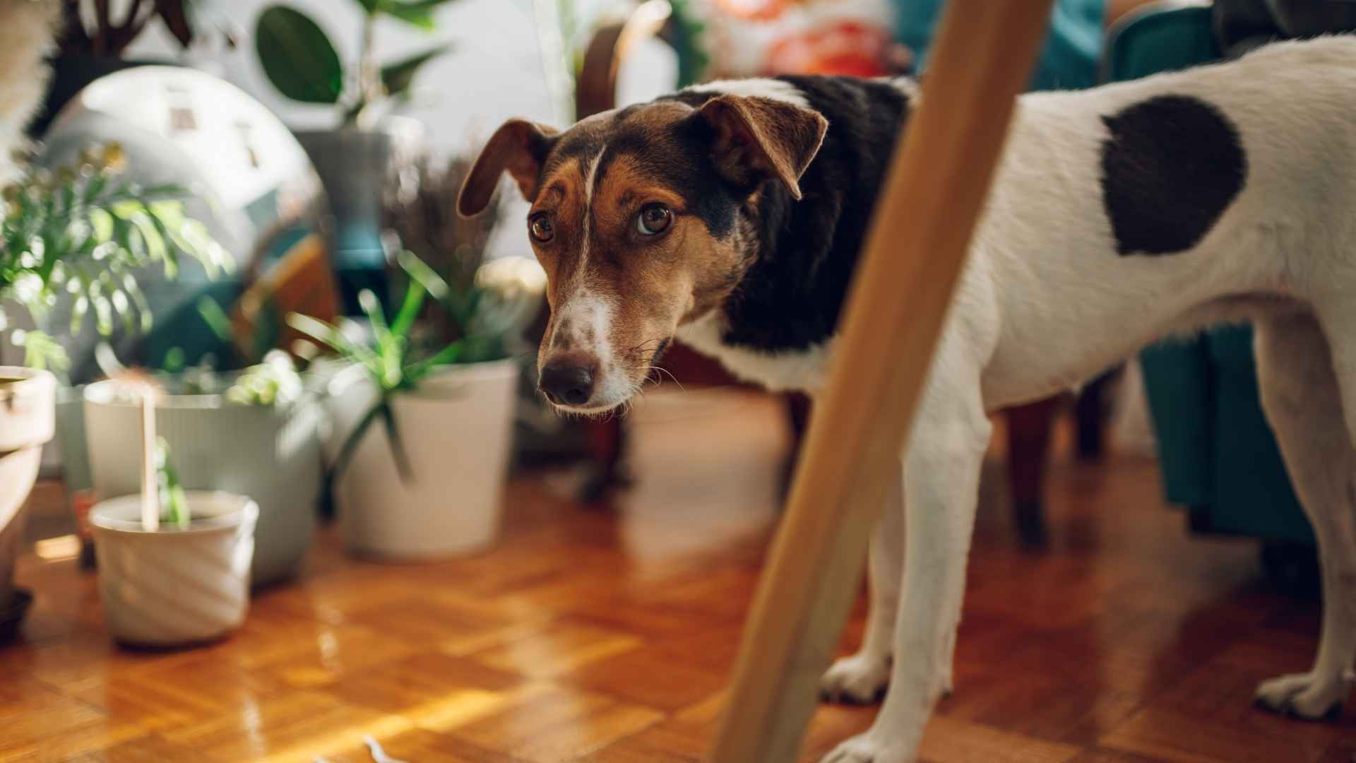 Perros con incontinencia urinaria